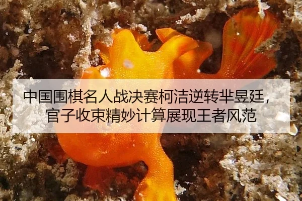 中国围棋名人战决赛柯洁逆转芈昱廷，官子收束精妙计算展现王者风范